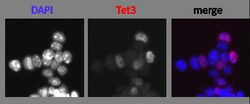 MilliporeSigma TET3, Rabbit, Unlabeled, Polyclonal, 100&mu;g; Unlabeled:Antibodies,